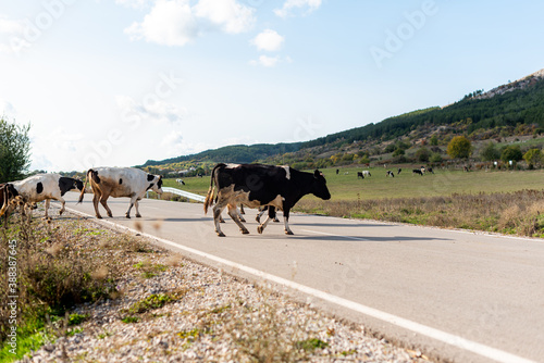 Fototapeta Naklejka Na Ścianę i Meble -  Crossing road pasture walking cows grass autumn green warm day sunny countryside rural village bulgaria