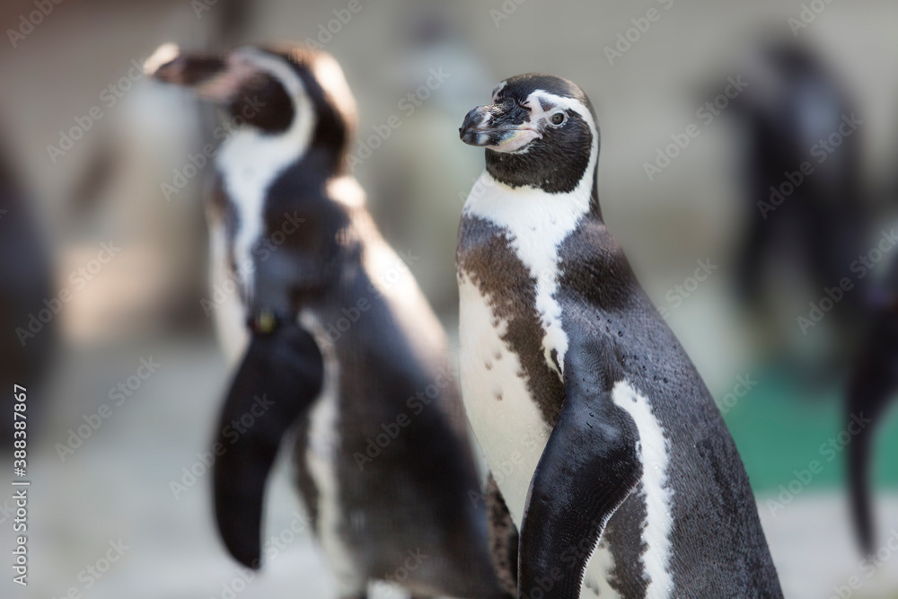 Obraz premium フンボルトペンギン