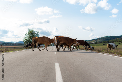 Crossing road pasture walking cows grass autumn green warm day sunny countryside rural village bulgaria