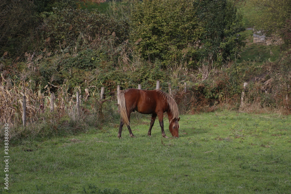 Horse pasturing in a meadow