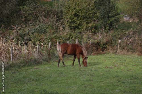 Horse pasturing in a meadow