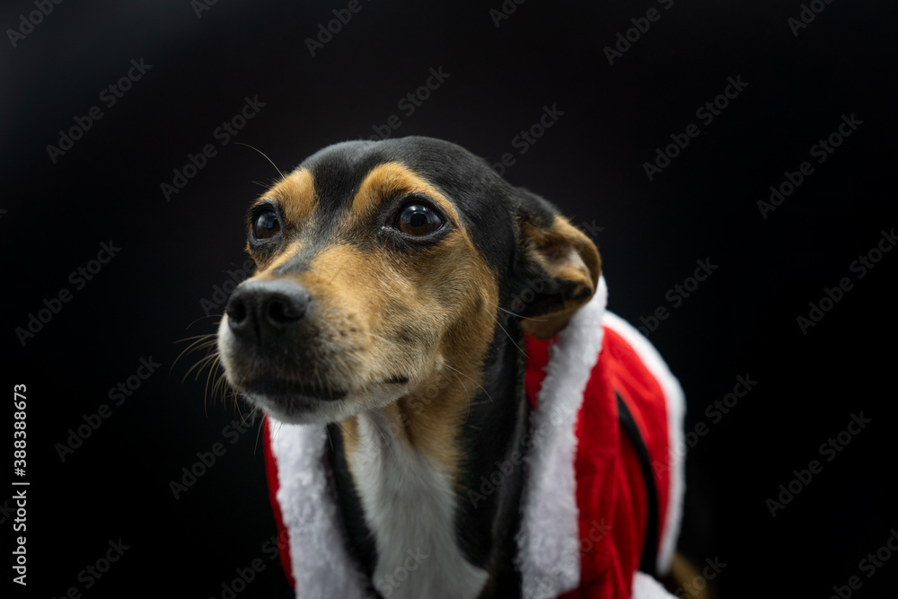 Portrait of Mallorcan dog dressed as Santa Claus for christmas looking forward and right with ears down, black background