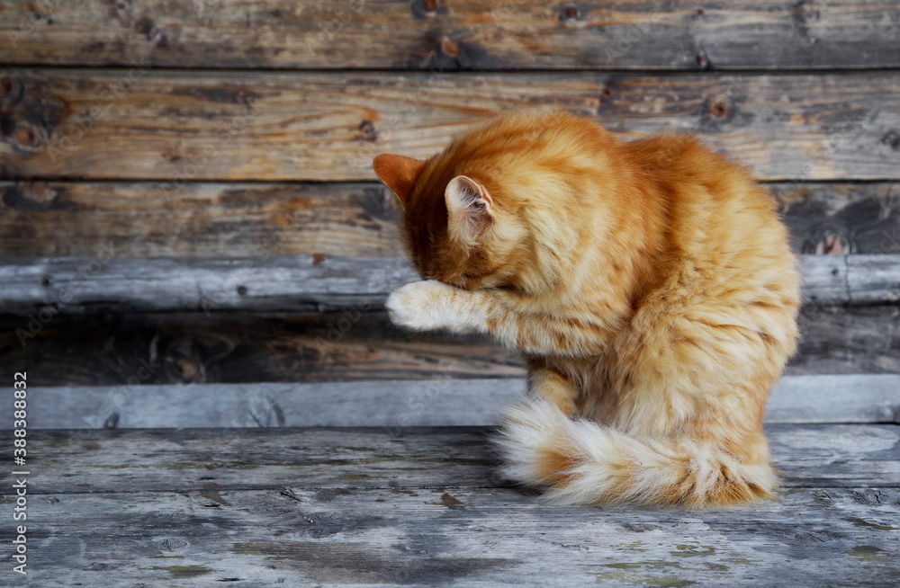Φωτογραφία Yellow  domestic cat resting on the porch of a mountain chalet