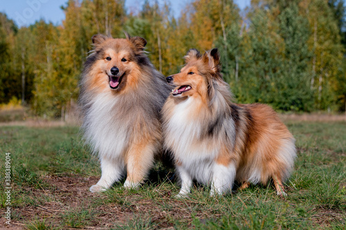 Stunning nice fluffy sable white shetland sheepdog male and female, sheltie standing with yellow leaves background. Small, little cute collie, lassie sheepdog, outdoors portrait. Working companion 