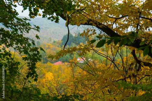 tree in autumn