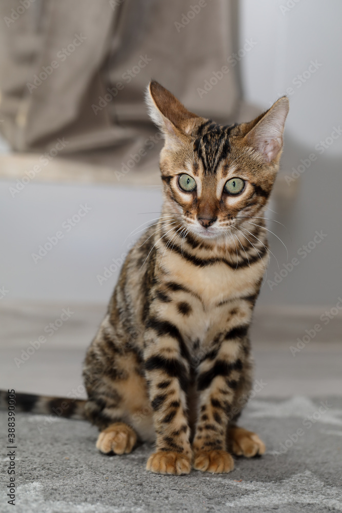 Bengal Cat with rosette. Cute bengal kitty.