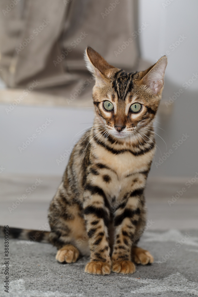Bengal Cat with rosette. Cute bengal kitty. Bengal Cat with rosette. Cute bengal kitty.