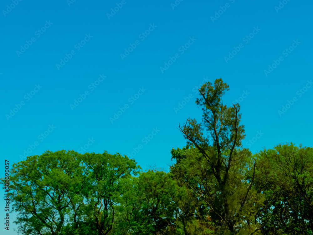 Obraz premium Copa de arboles