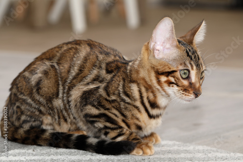 Bengal Cat with rosette. Cute bengal kitty.