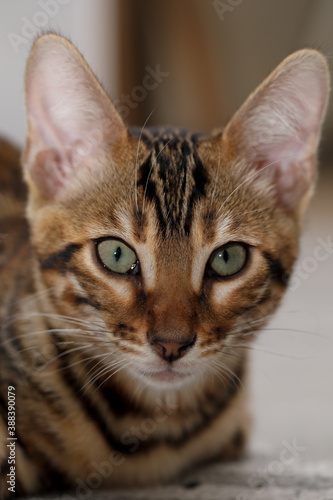 Fototapeta Naklejka Na Ścianę i Meble -  Bengal Cat with rosette. Cute bengal kitty.