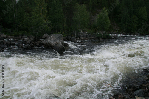 rapid mountain river in the North of Russia a powerful rushing stream of water in the forest © Natalya