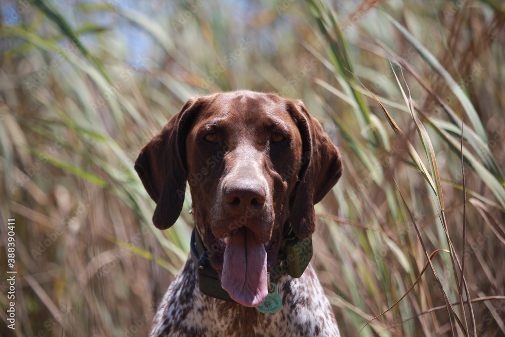 Dog looking into the camera