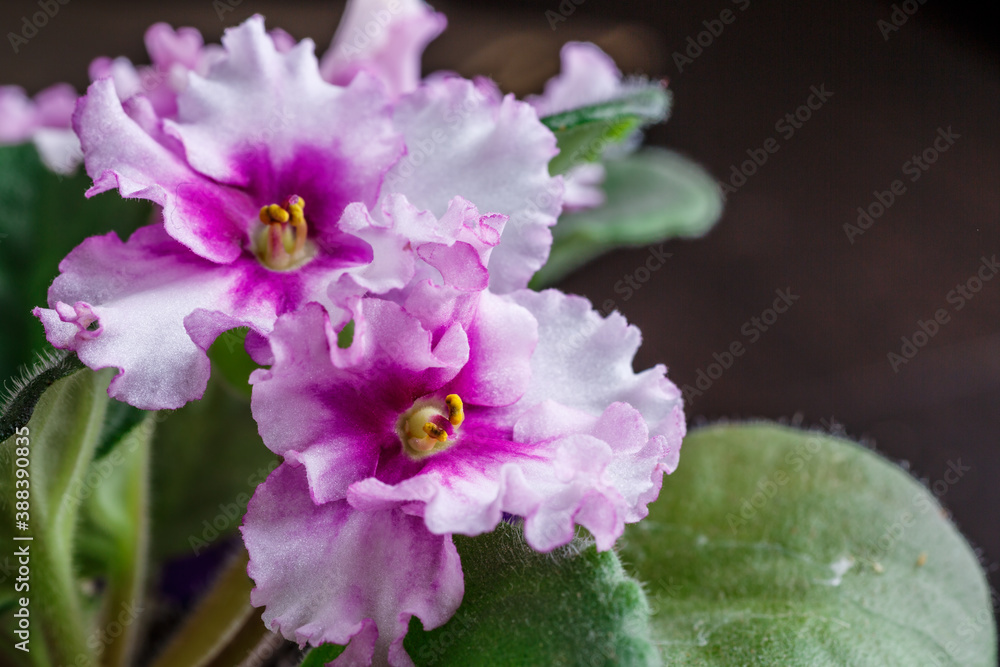 beautiful two-tone violet of violet and white color with wavy petals and green leaves on a blurred background.African Violet (Saintpaulia). potted home flowers beautiful two-tone violet of violet and white color with wavy petals and green leaves on a blurred background.African Violet (Saintpaulia). potted home flowers