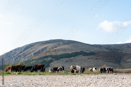 Cattle shepherd cows calm relaxing autumn shades sunrays rocky hillside typical rural scene green blue lifestyle