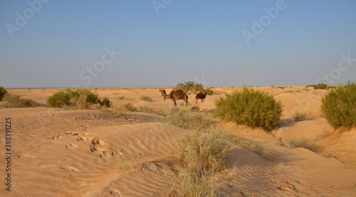 travesia por el desierto del sahara  cerca de la poblacion de Douz  Tunez