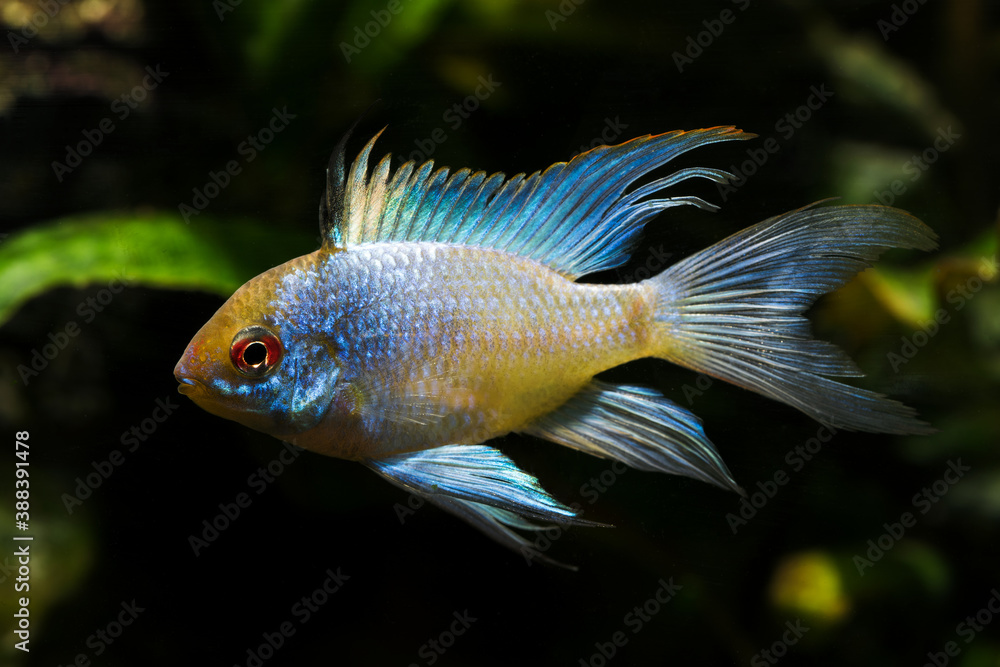 Cichlid fish with a blue shiny color. Cichlid fish with a blue shiny color.