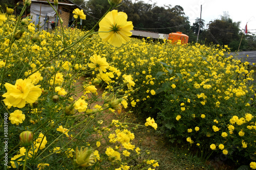 Cosmos Caudatus is a yellow flower native to Latin America and West Indies in Trawas, Mojokerto, East Java, Indonesia.
 photo