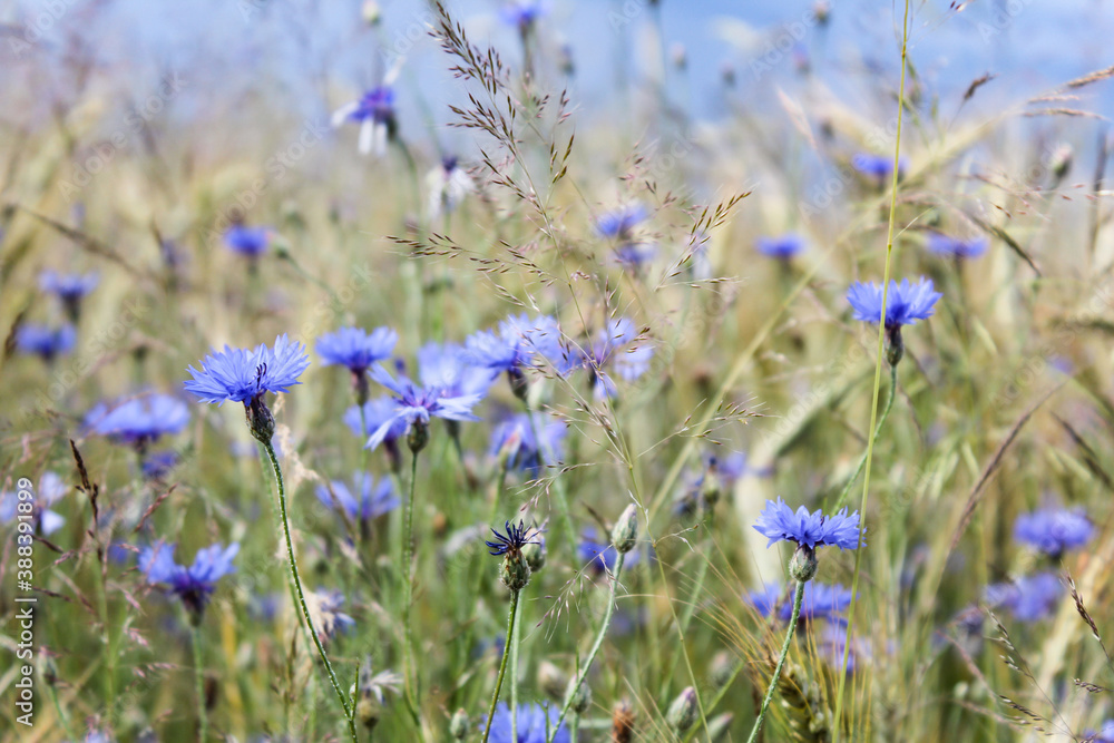 A field full of cornflowers A field full of cornflowers