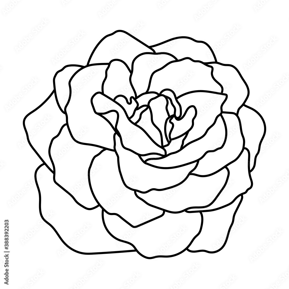 Vector illustration of rose bud. Hand drawn botanical element, isolated on white background Vector illustration of rose bud. Hand drawn botanical element, isolated on white background