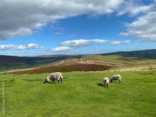Three sheep, grazing on the moor top, with an extensive landscape, in the distance in, Barden, Skipton, UK