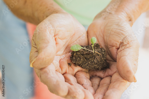 background hand holding small plant, seedling, seeds