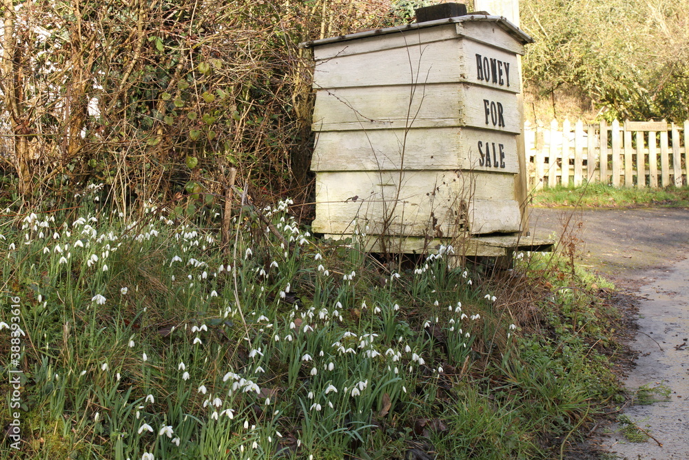 Bee hive selling honey on roadside verge with snowdrops in Warwickshire during winter Bee hive selling honey on roadside verge with snowdrops in Warwickshire during winter