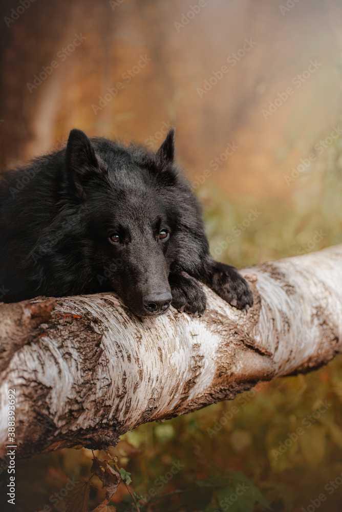 Fototapeta premium autumn action portrait of black dog belgian sheperd groenendael in the forest