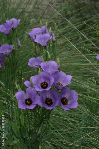 Texas bluebell flower I