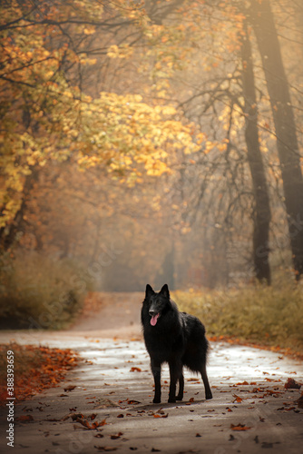 autumn action portrait of black dog belgian sheperd groenendael in the forest