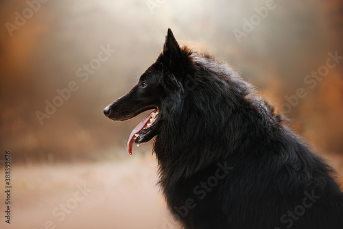 autumn action portrait of black dog belgian sheperd groenendael in the forest photo