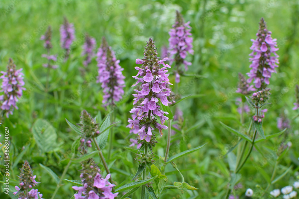 Stachys palustris grows among grasses in nature Stachys palustris grows among grasses in nature