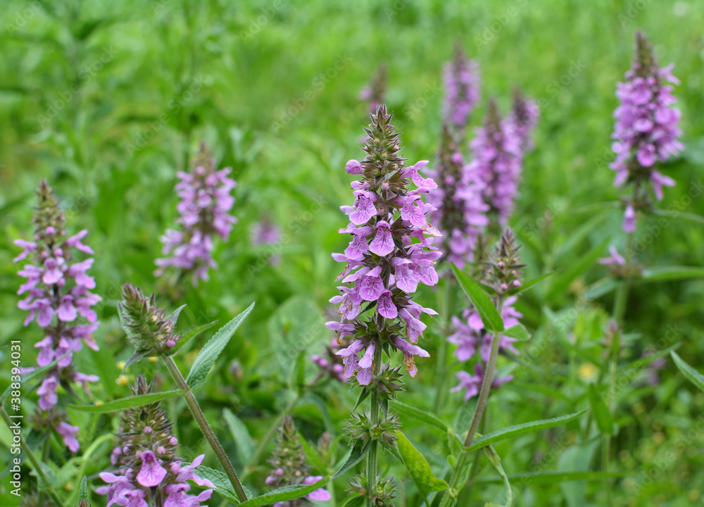 Stachys palustris grows among grasses in nature Stachys palustris grows among grasses in nature