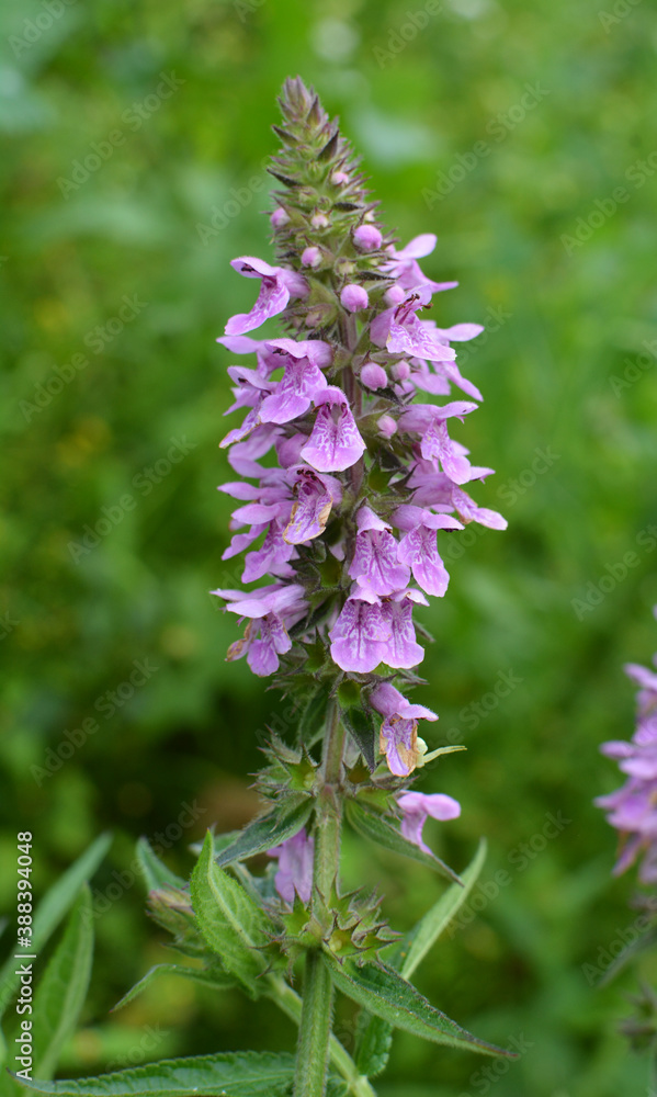 Obraz premium Stachys palustris grows among grasses in nature