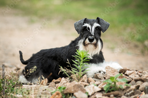 Fotomural Miniature schnauzer dog laying on stones