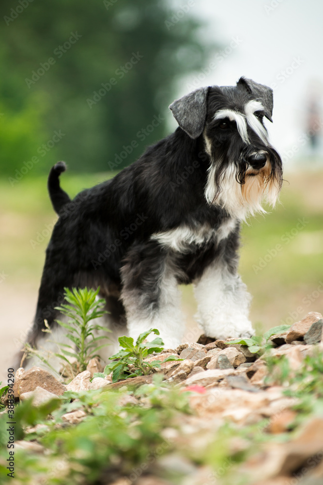 Miniature schnauzer dog standing on stones