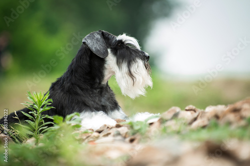 Tableau sur toile Miniature schnauzer dog laying in profile