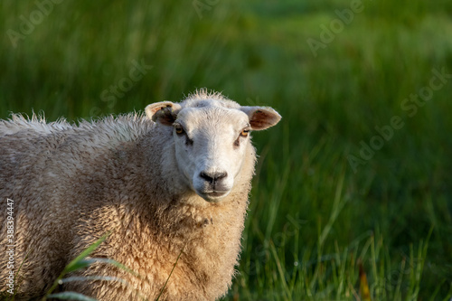 Schaf in den Niederlande © Marlene