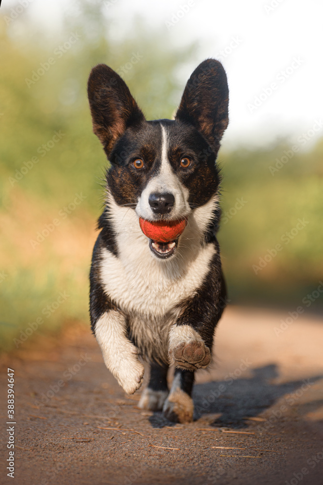 Action portrait of tricolour welsh corgi cardigan in grass on sunrise with orange ball