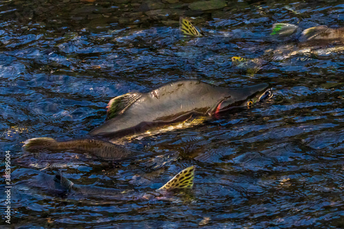 Pink Salmon (Humpy Salmon) migrating out of water through a shallow portion of a creek during the migration of the fish from the ocean to its fresh-water spawning grounds in Alaska