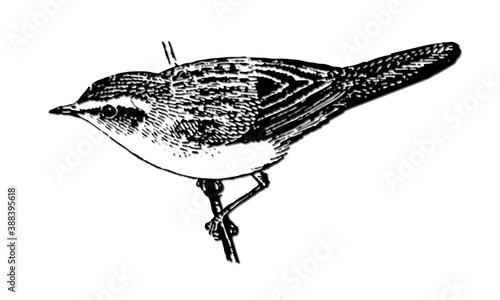 Phragmite des joncs.