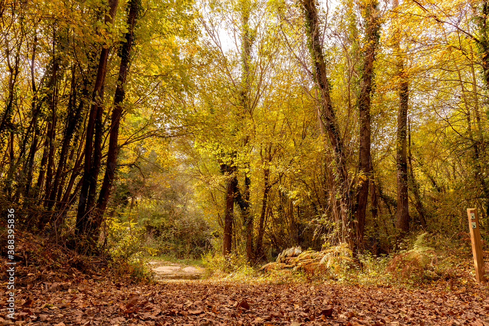 Fototapeta premium paisaje otoñal a través del bosque 