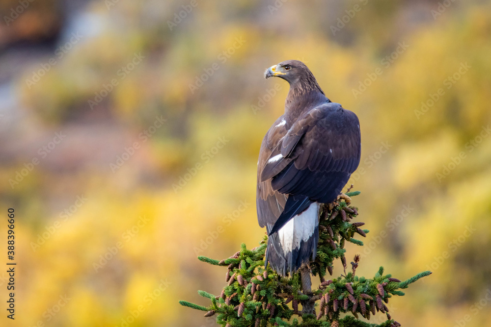 Fototapeta premium Close up golden eagle portrait at Denali National Park in Alaska