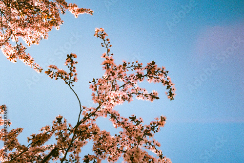 flowers on branches of a tree