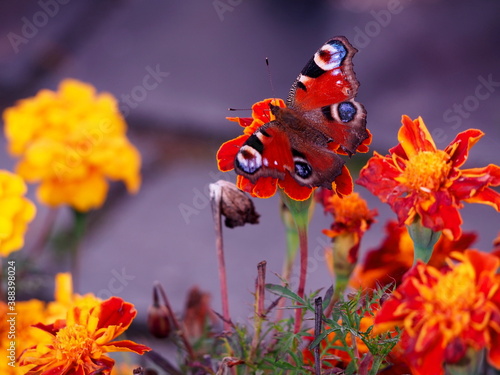 admiral butterfly on velvet flower in sunlight  autumn orange flowers with brown butterfly with blue  white and red circles