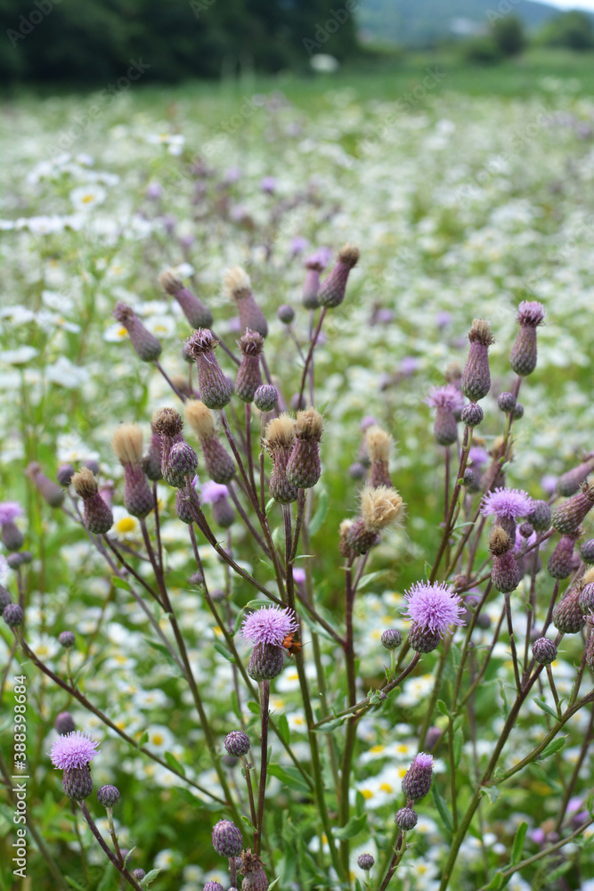 Cirsium arvense grows and blooms among herbs