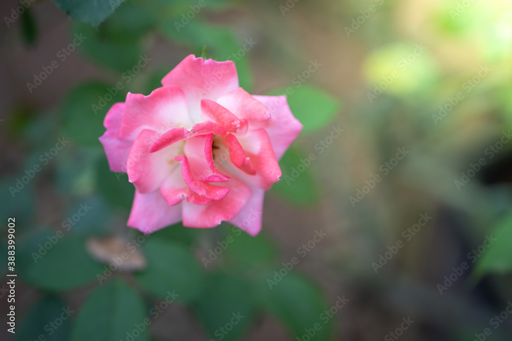 Roses in the garden Roses in the garden