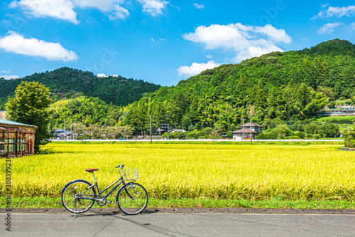 【田園風景】収穫時期の稲穂