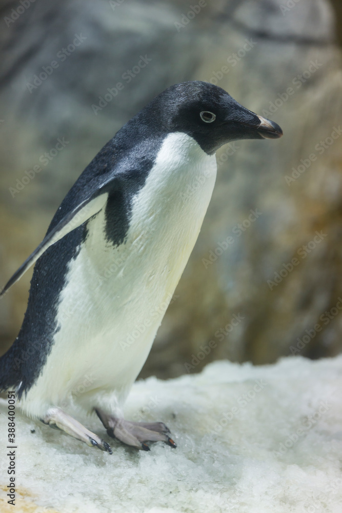 Fototapeta premium アデリーペンギン