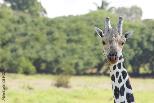Fototapeta Naklejka Na Ścianę i Meble -  Interesting giraffe scene in the savannah, close-up of the face, portrait. Yumka Park, Villahermosa, Tabasco, Mexico.