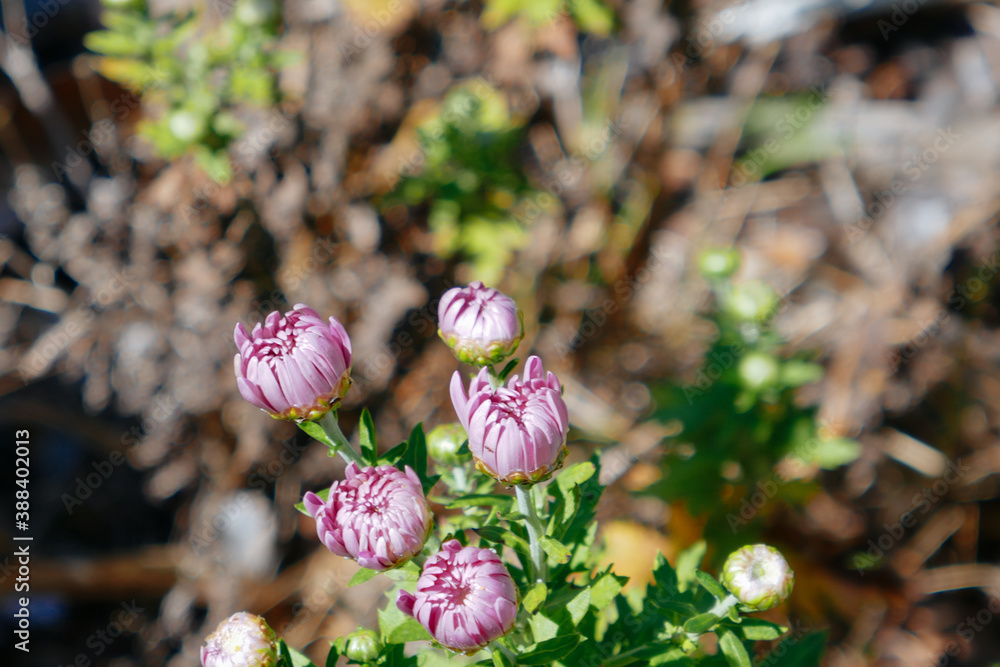 Chrysanthemum flower bud in a garden Chrysanthemum flower bud in a garden